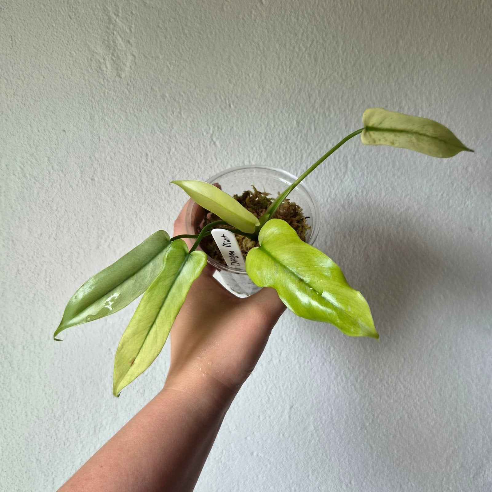 Philodendron Golden Dragon Mint, Huis en Inrichting, Kamerplanten, Ophalen of Verzenden