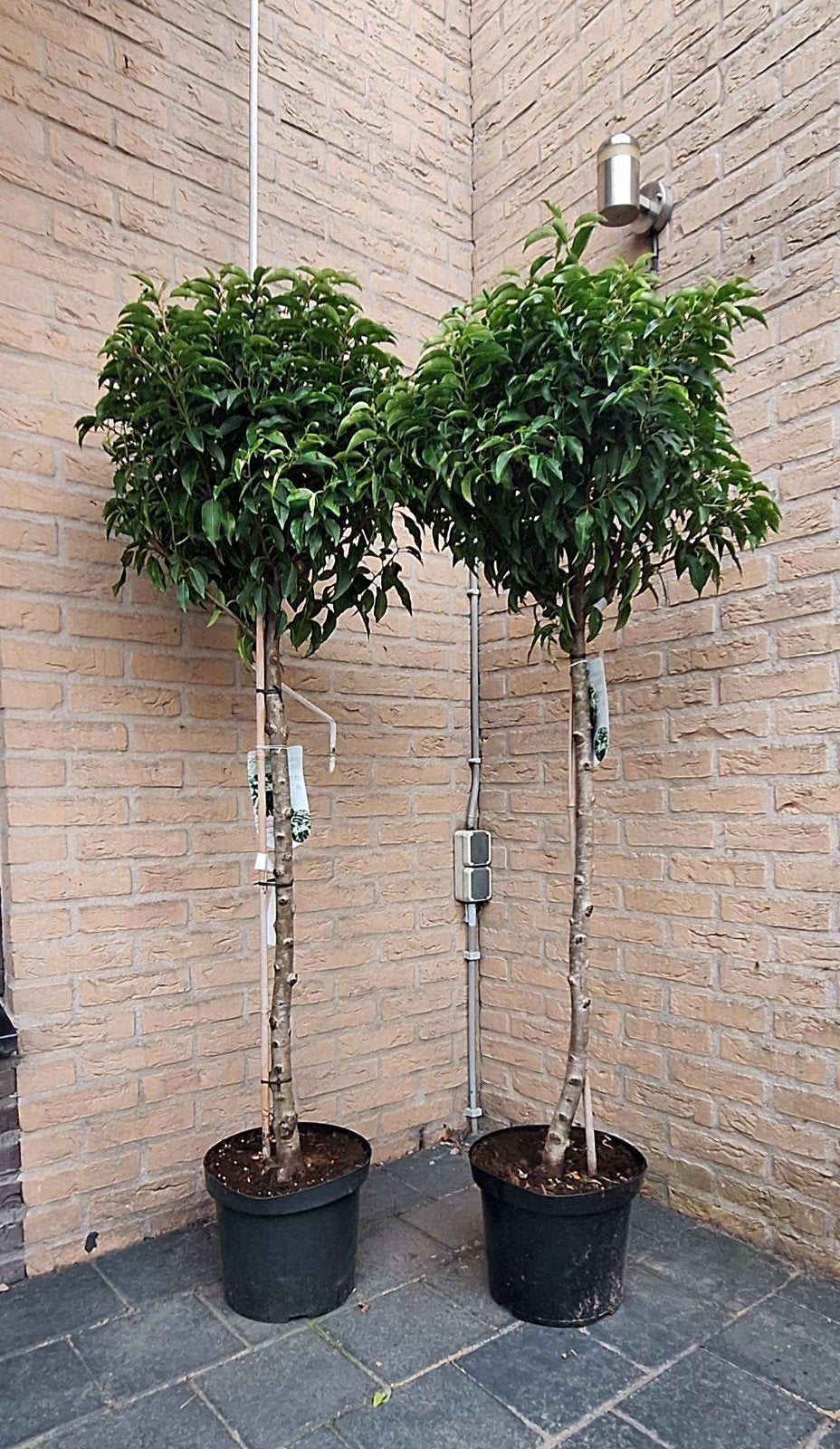 Prunus Lusitanica 'Angustifolia' - Portugese Laurier, Ophalen, Bloeit niet, Halfschaduw, Overige soorten