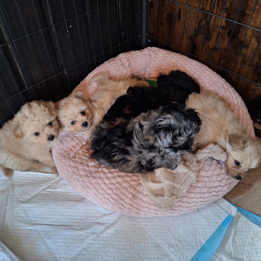 Prachtige pomapoo mini. Toy poedel x pomeriaan, Dieren en Toebehoren, 8 tot 15 weken, Eén hond, Nederland, Particulier