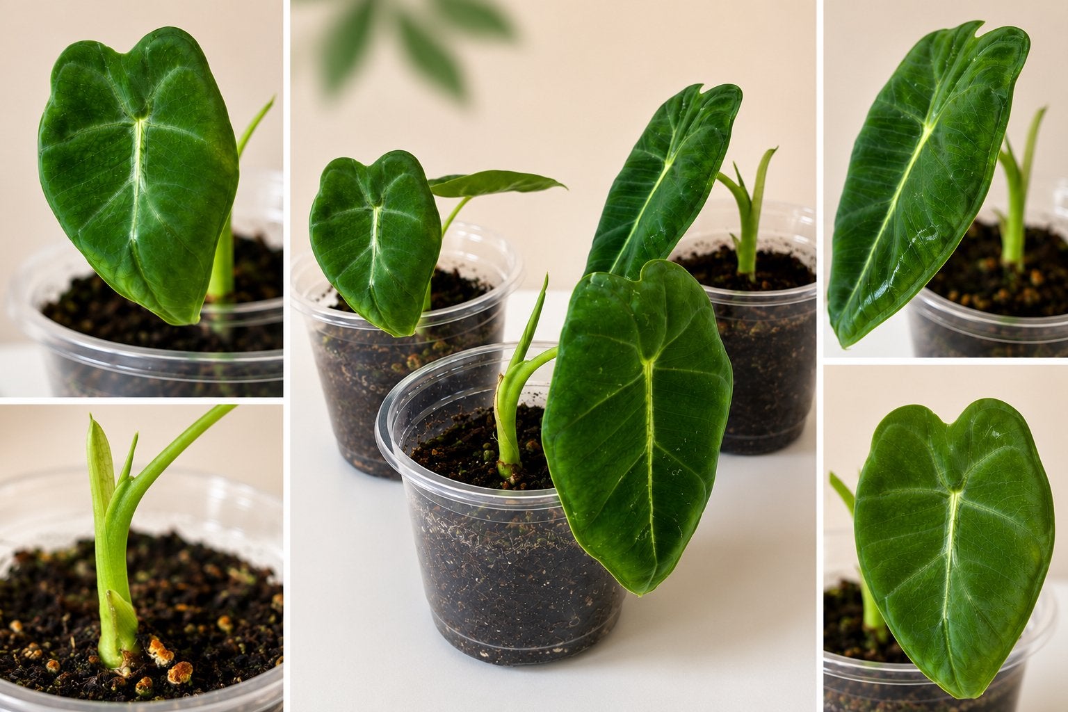 Alocasia Micholitziana (Frydek) – jonge, gezonde stekjes, Ophalen, Halfschaduw, Minder dan 100 cm