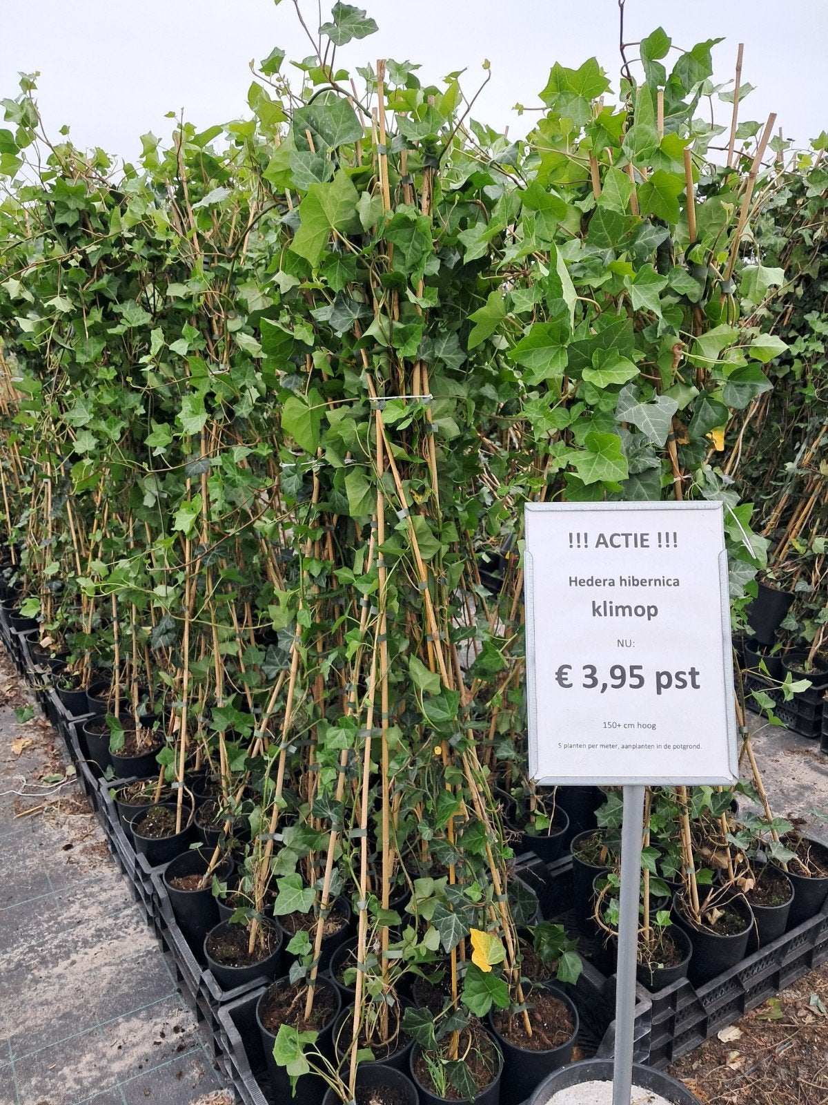 !!SPOTGOEDKOOP!! klimop hedera groot bladerig schutting gaas, Vaste plant, Ophalen of Verzenden, Bloeit niet, Halfschaduw