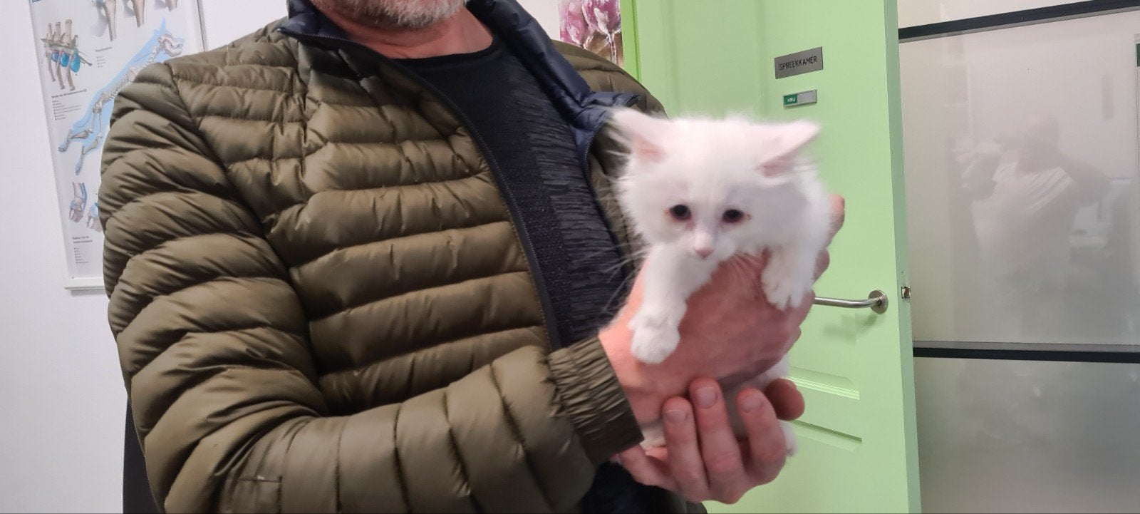 Tk nog 1raszuiver  turkse angora  katertje 9 weken oud, Dieren en Toebehoren, Katten en Kittens | Raskatten | Langhaar, Meerdere dieren