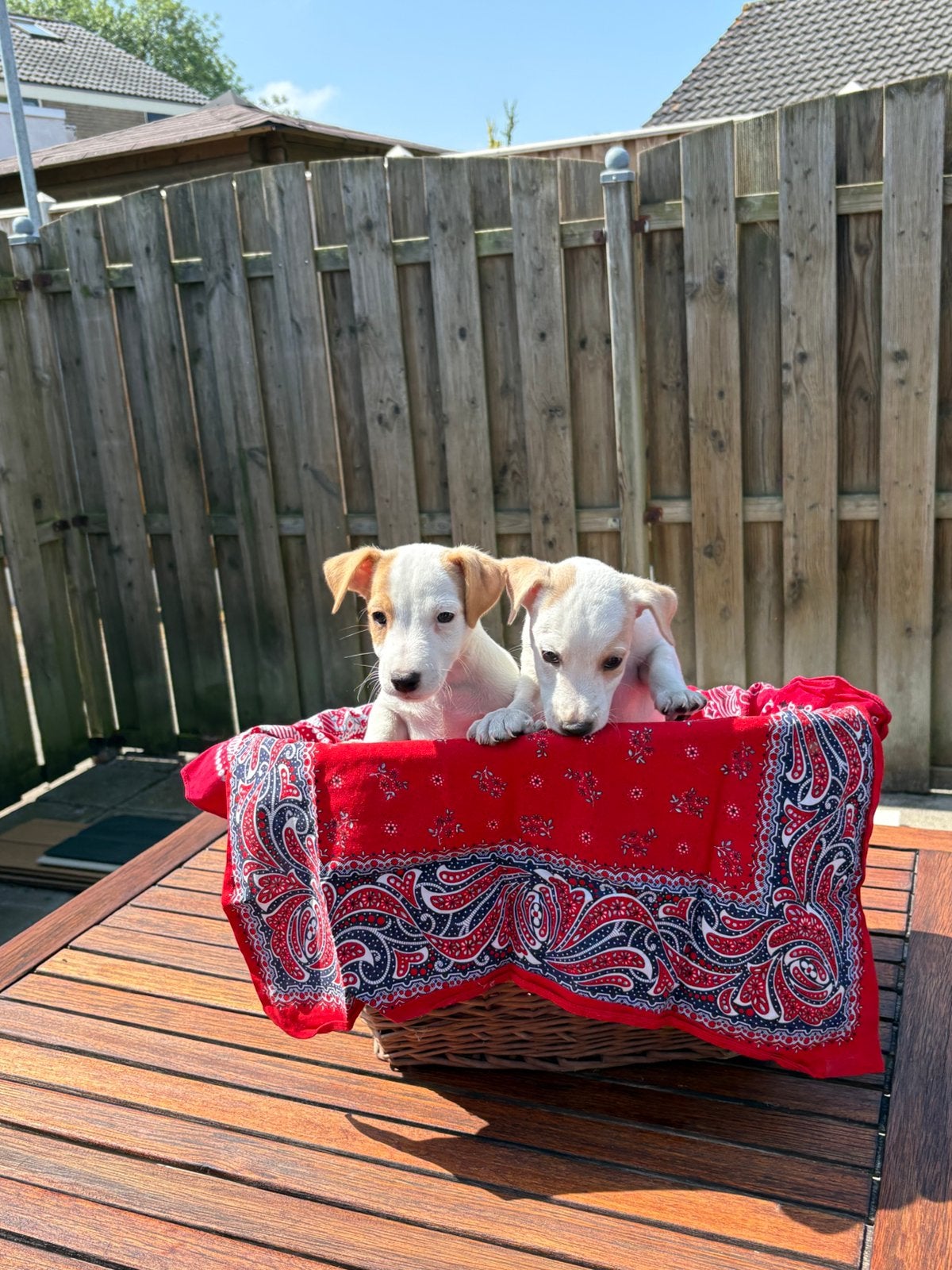 jack russel pups, Dieren en Toebehoren, Honden | Niet-rashonden, 8 tot 15 weken, Parvo, Meerdere, Meerdere dieren