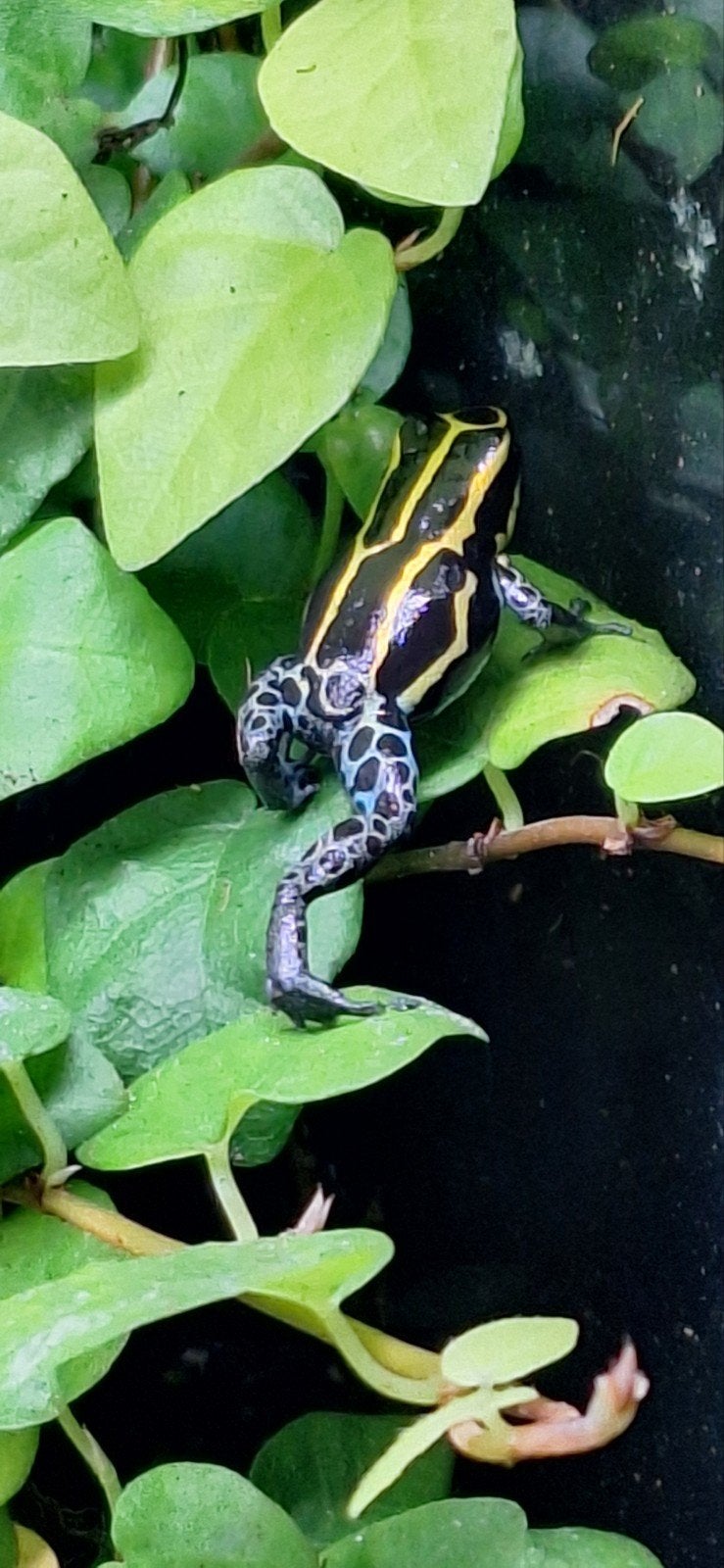 Ranitomeya ventri gifkikkers Frog - unknown for sale from el cope