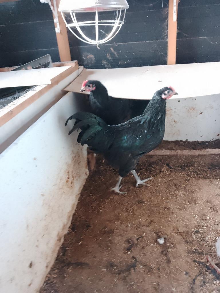3 jonge hanen, Australorp groot, Dieren en Toebehoren, Pluimvee, Mannelijk, Kip
