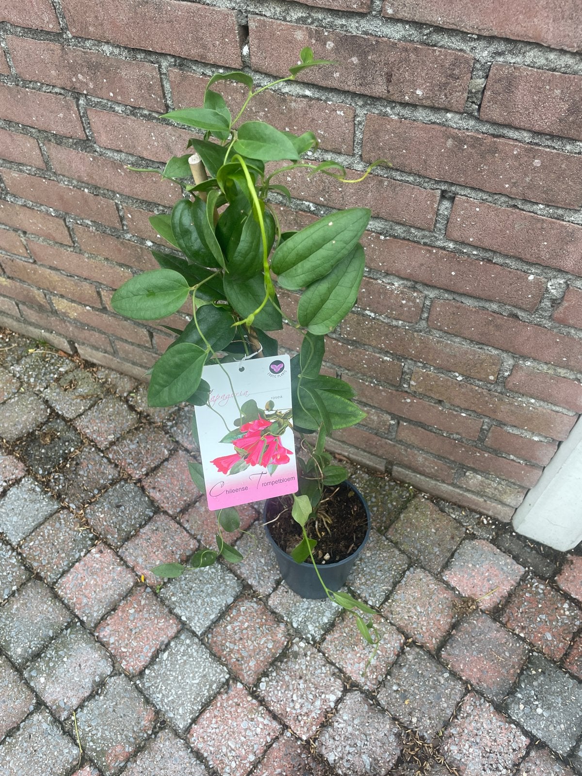 Lapageria rosea - Chileense Trompetbloem, Ophalen, Vaste plant, Halfschaduw, Klimplanten