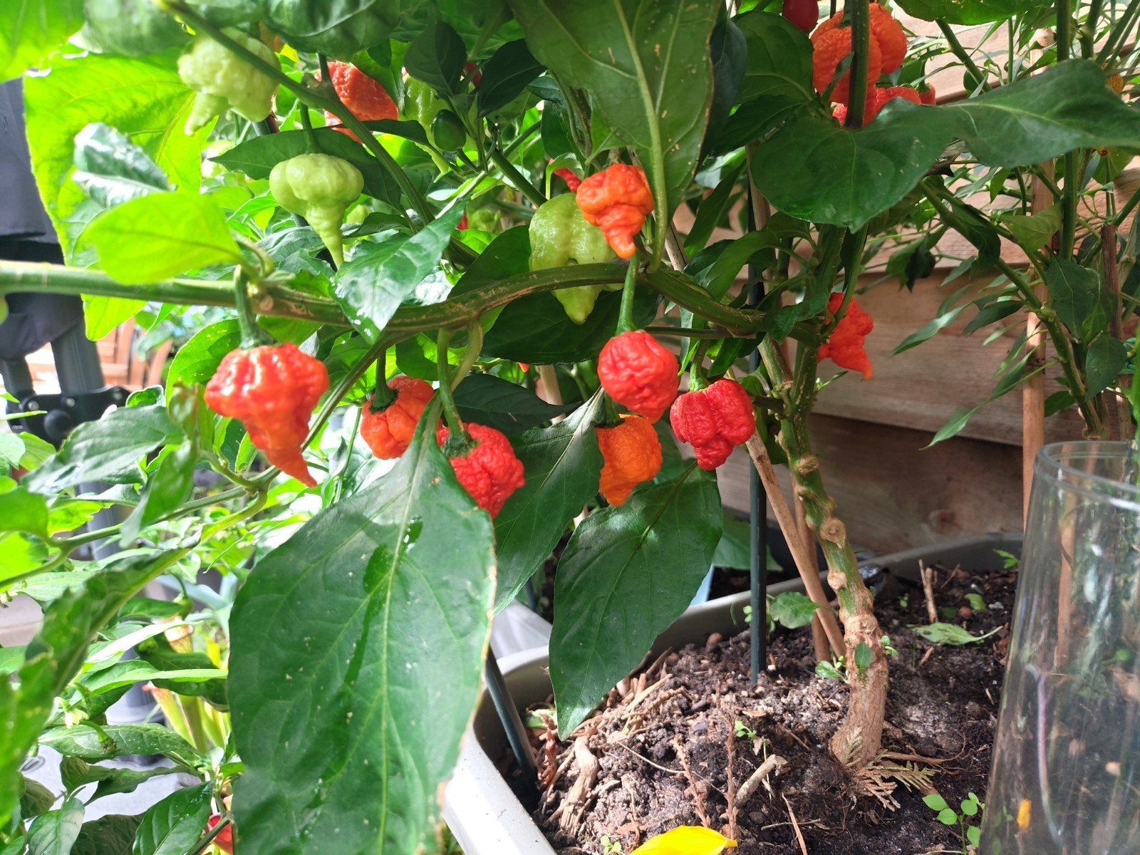 Pepers te koop varierend; Reaper, Trinidad, scotch varianten, Ophalen, Zomer, Fruitplanten, Volle zon