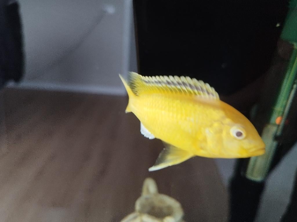 Te koop: Gele Prinses (Malawi Cichlide), Vis