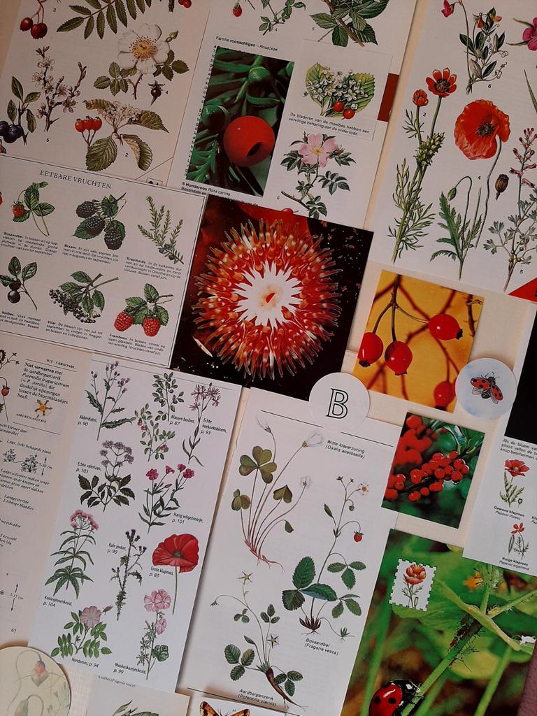 20 delig botanical vintage Papier pakket vo.a #junkjournal, Ophalen of Verzenden, Overige thema's, Overige typen