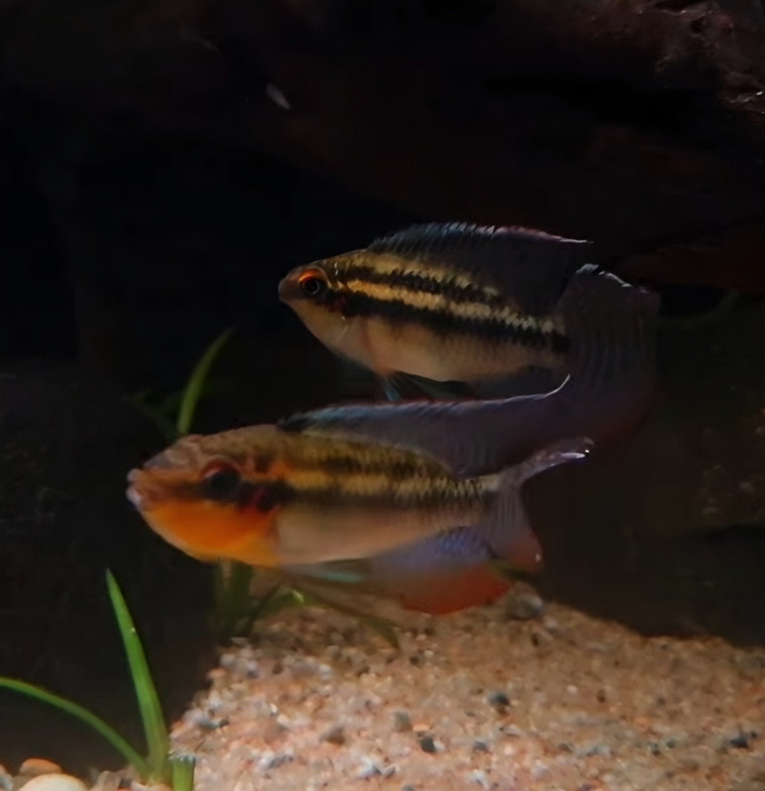 parananochromis/thysochromis sp. likouala 2x, Dieren en Toebehoren, Vissen | Aquariumvissen, Vis