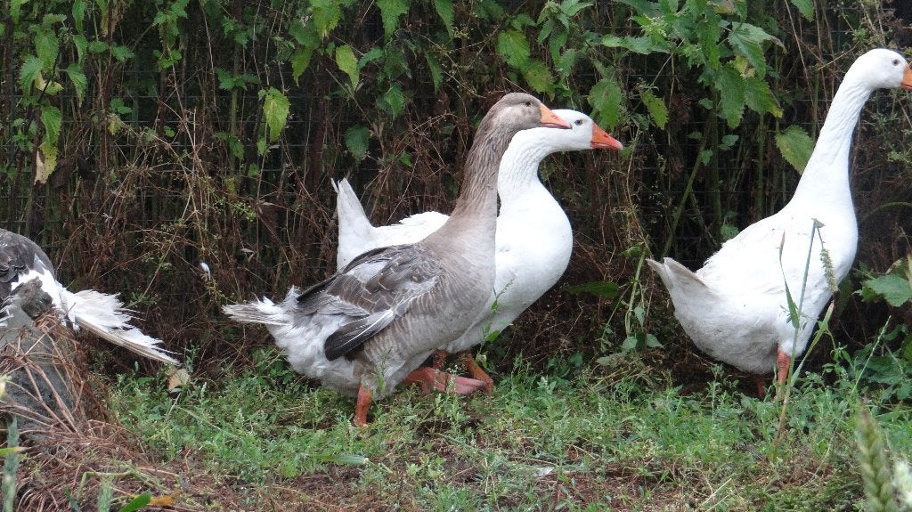 Boeren Bonte Gans | Passend advies, Dieren en Toebehoren, Meerdere dieren, Gans of Zwaan