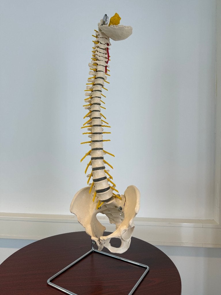 Anatomische wervelkolom, Diversen, Ophalen, Zo goed als nieuw