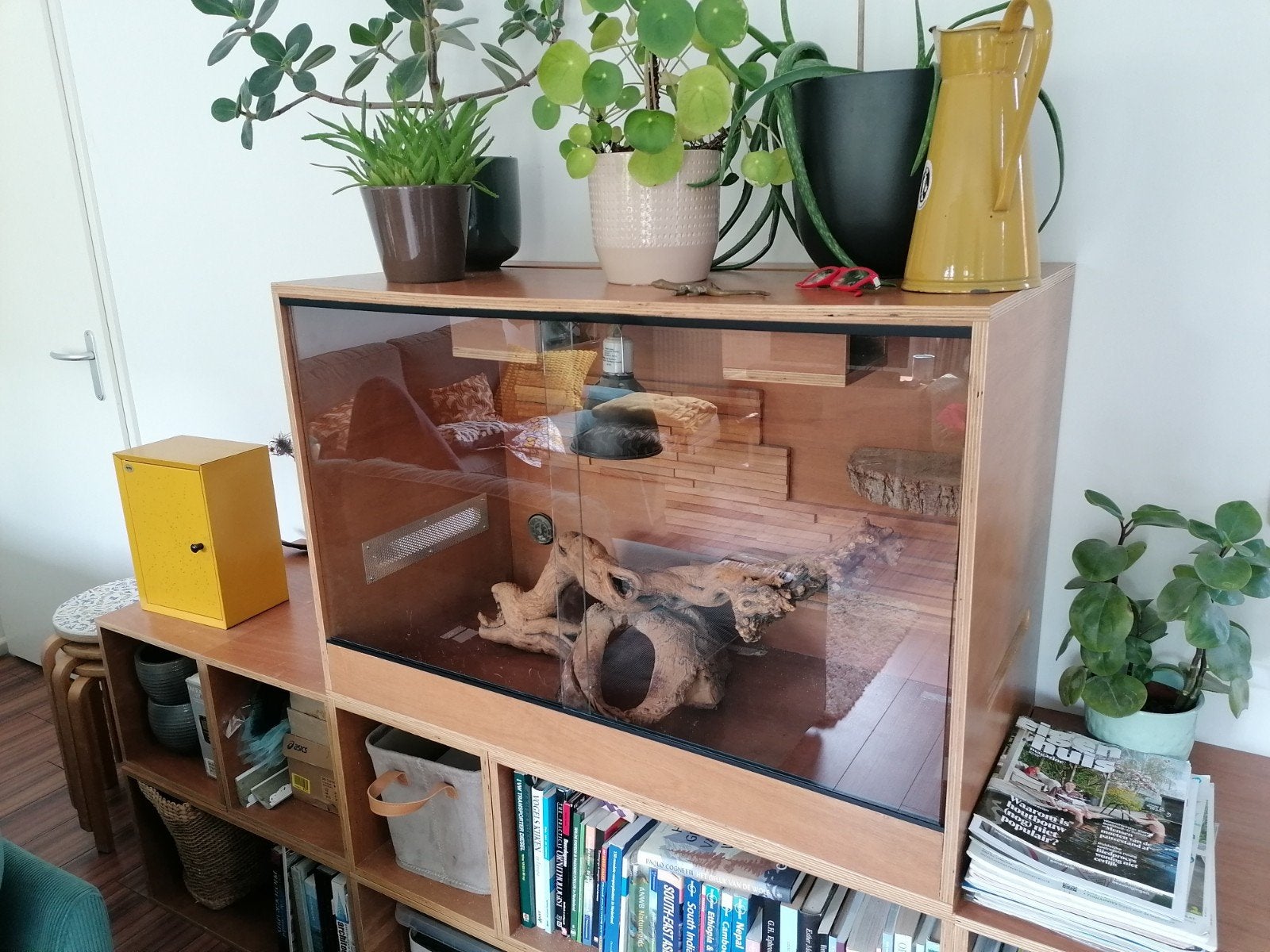 Terrarium voor baardagaam, Dieren en Toebehoren, Ophalen