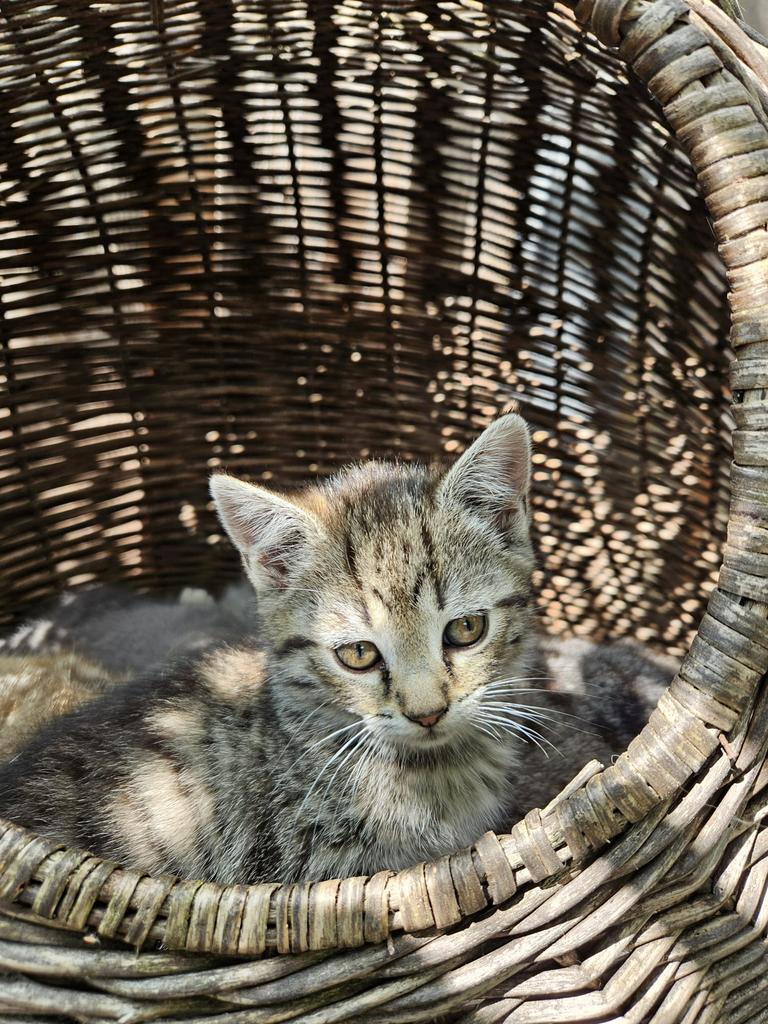 1 superschattige ragdoll kruising kitten te koop!, Meerdere dieren, Kortharig, 0 tot 2 jaar