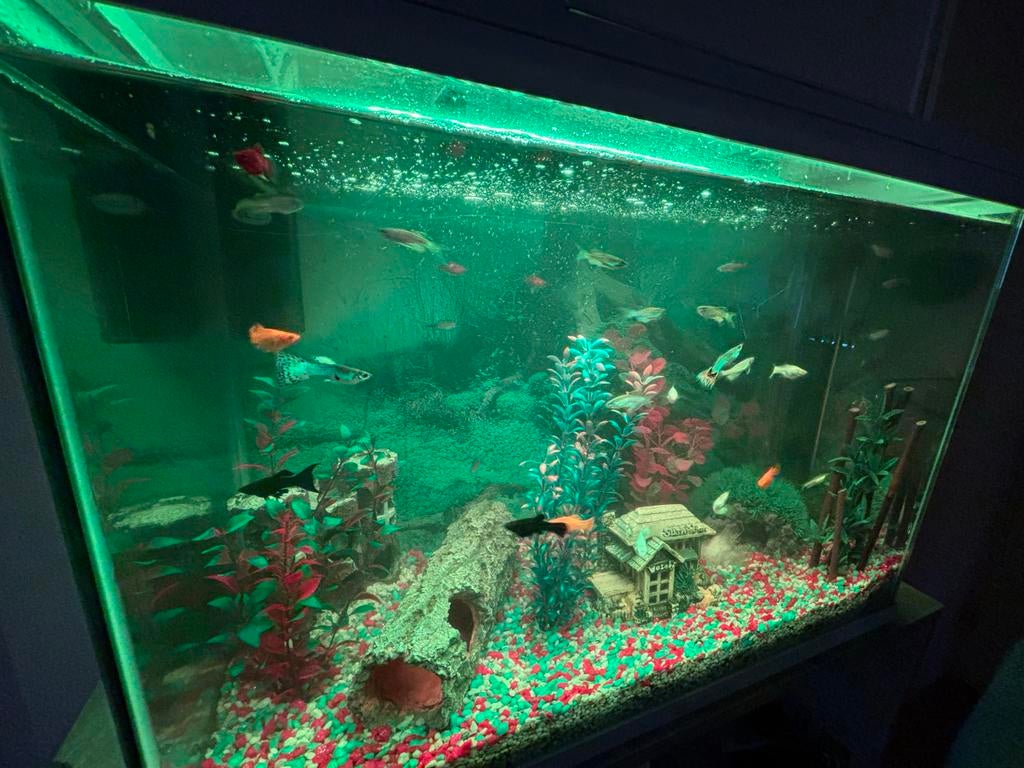 70 liter aquarium, Dieren en Toebehoren, Vissen | Aquaria en Toebehoren, Ophalen of Verzenden, Inclusief vissen, Gebruikt, Leeg aquarium