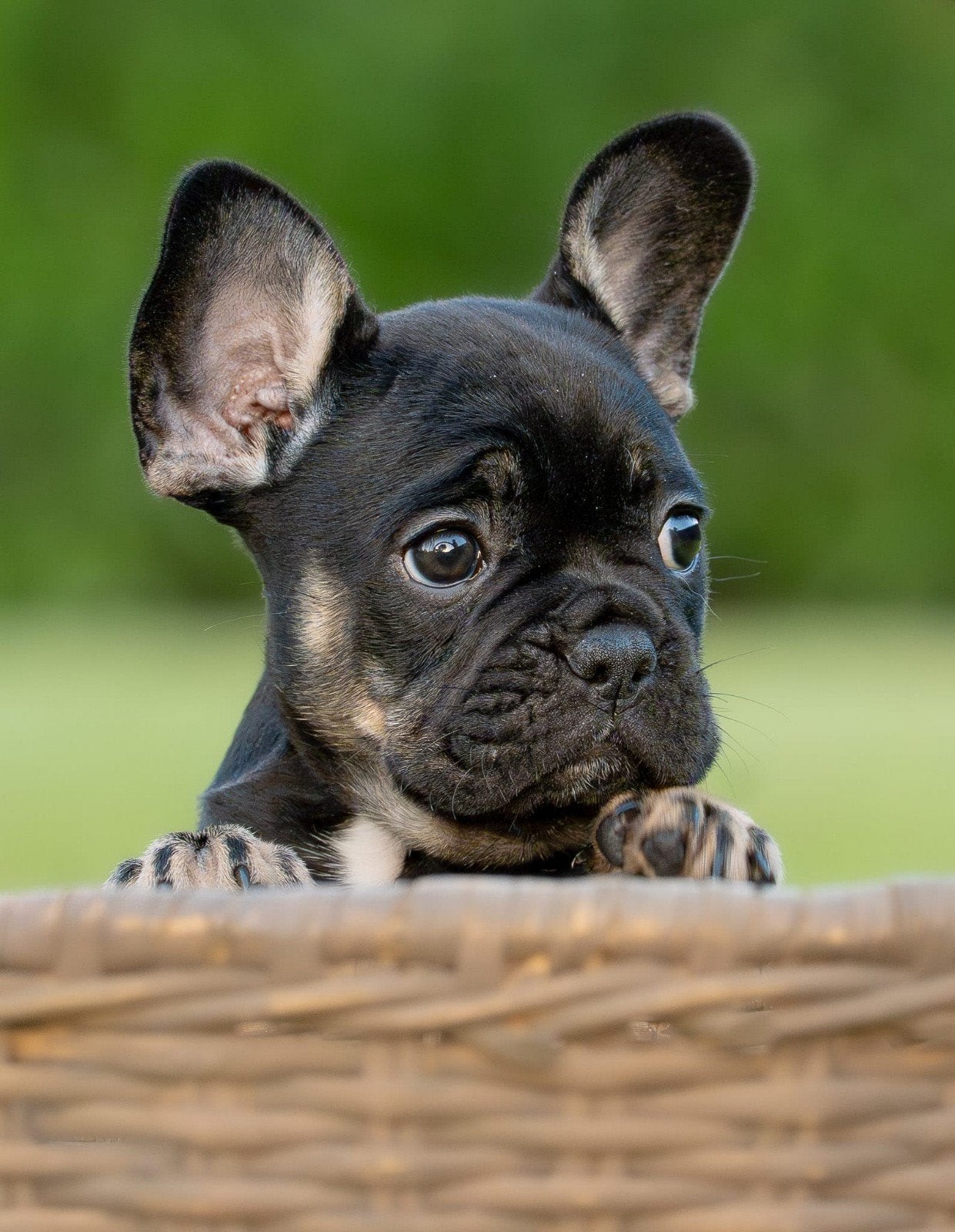 Lief mooi Franse Bulldog pup, Dieren en Toebehoren, 8 tot 15 weken, Teef, Bulldog, Eén hond