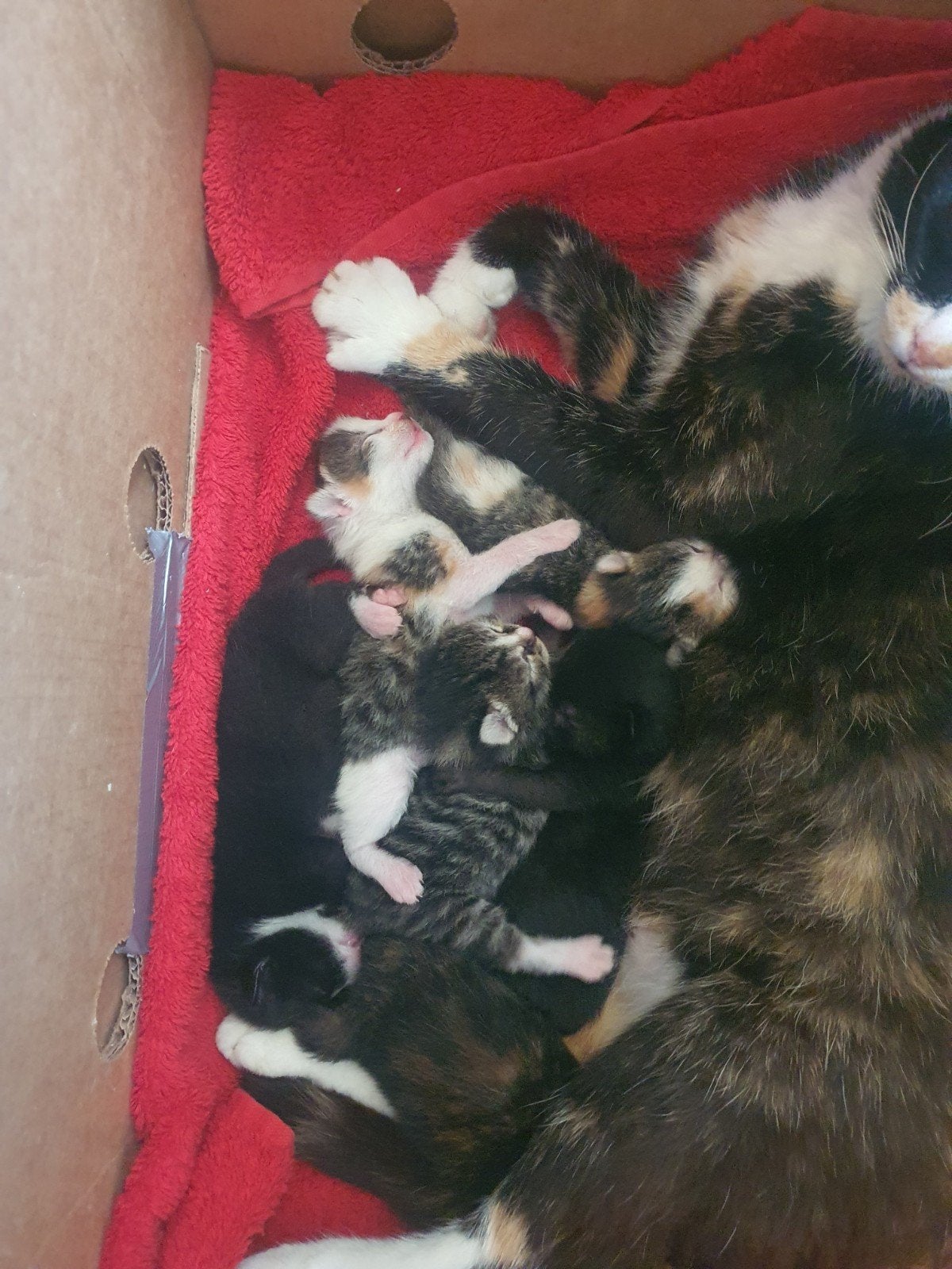 1 zwart schatig poesje💝+ 1 zwartwit katertje ‍💙voor jou❓️, Meerdere dieren