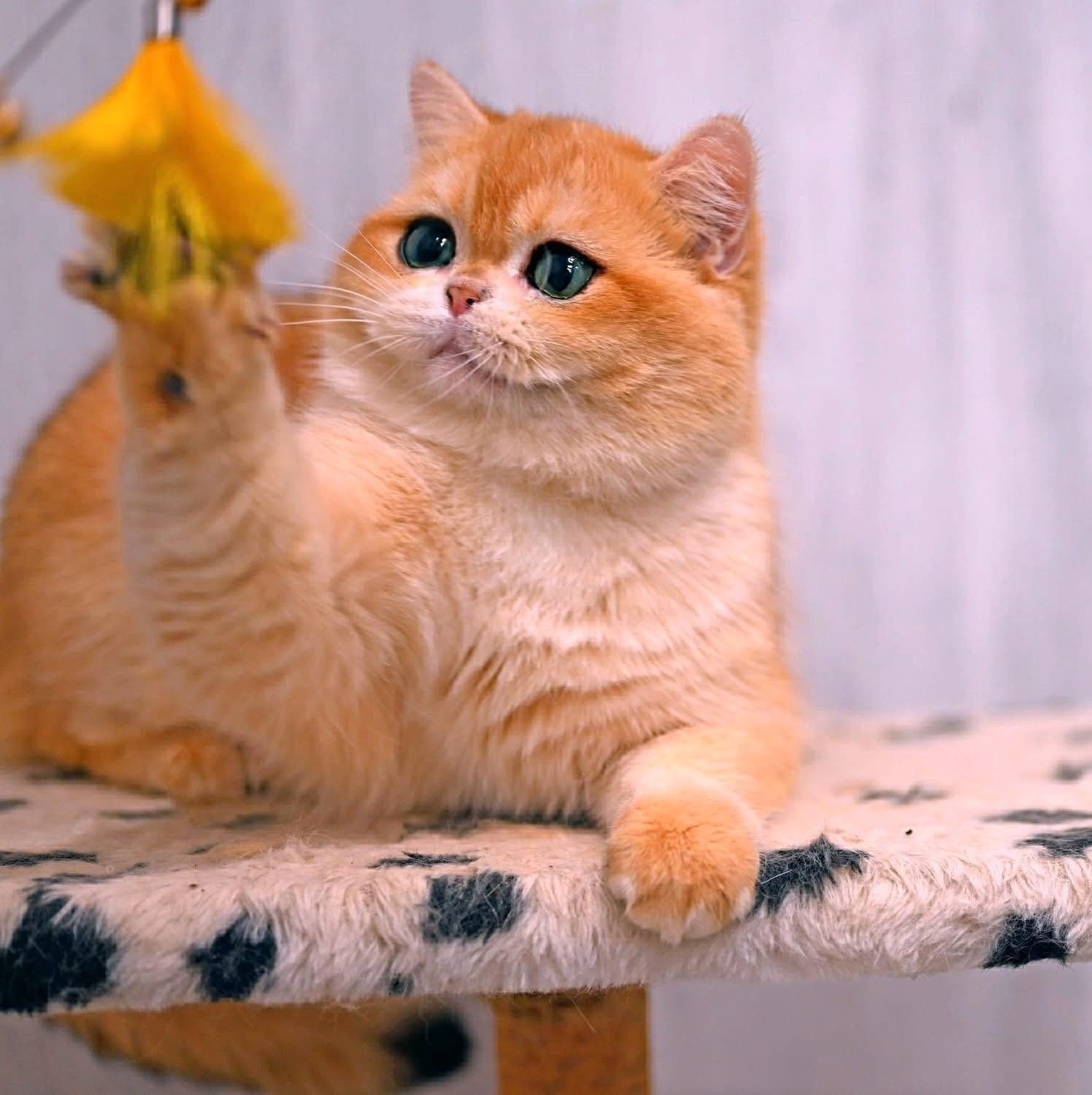 Britse korthaar kittens, Poes