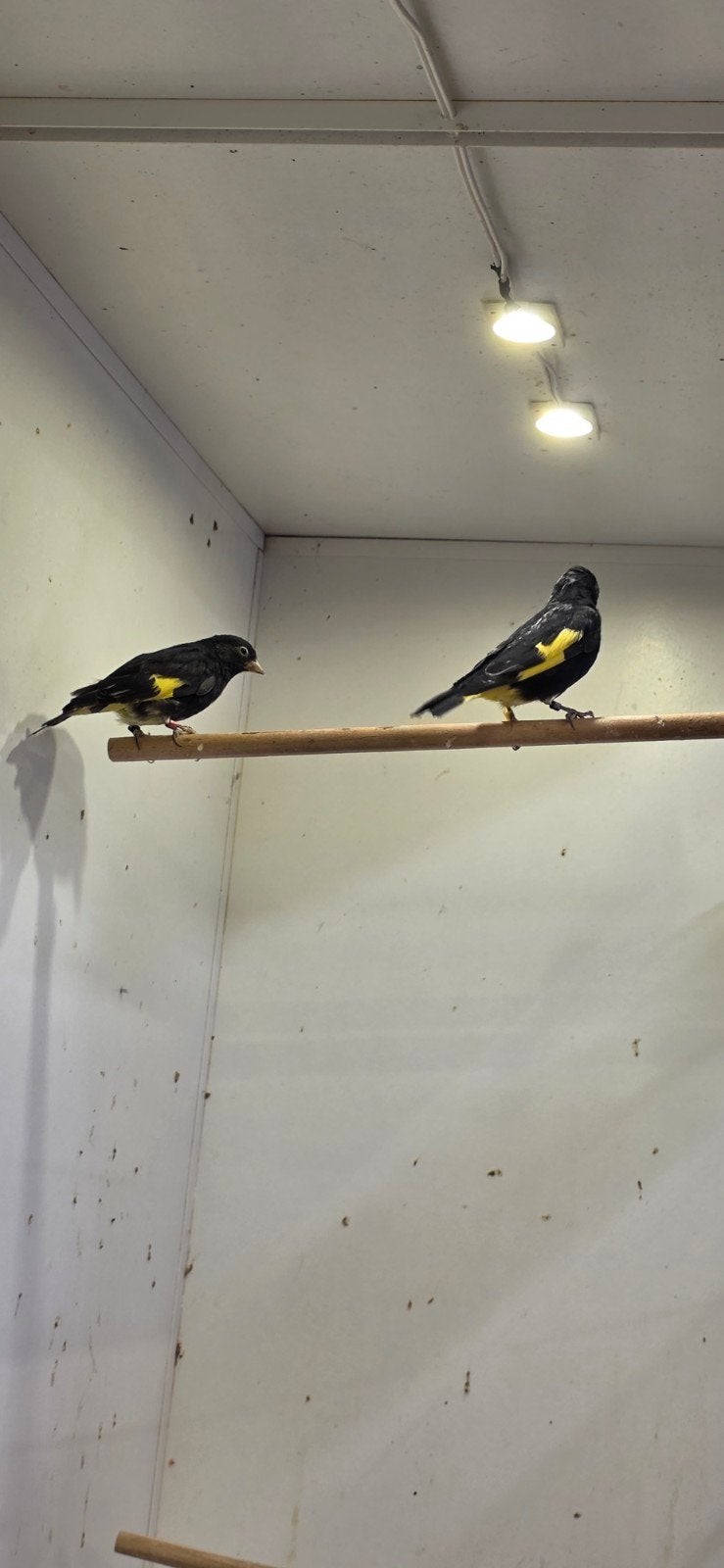 1-1 zwarte sijs, Dieren en Toebehoren, Meerdere dieren, Tropenvogel, Geringd