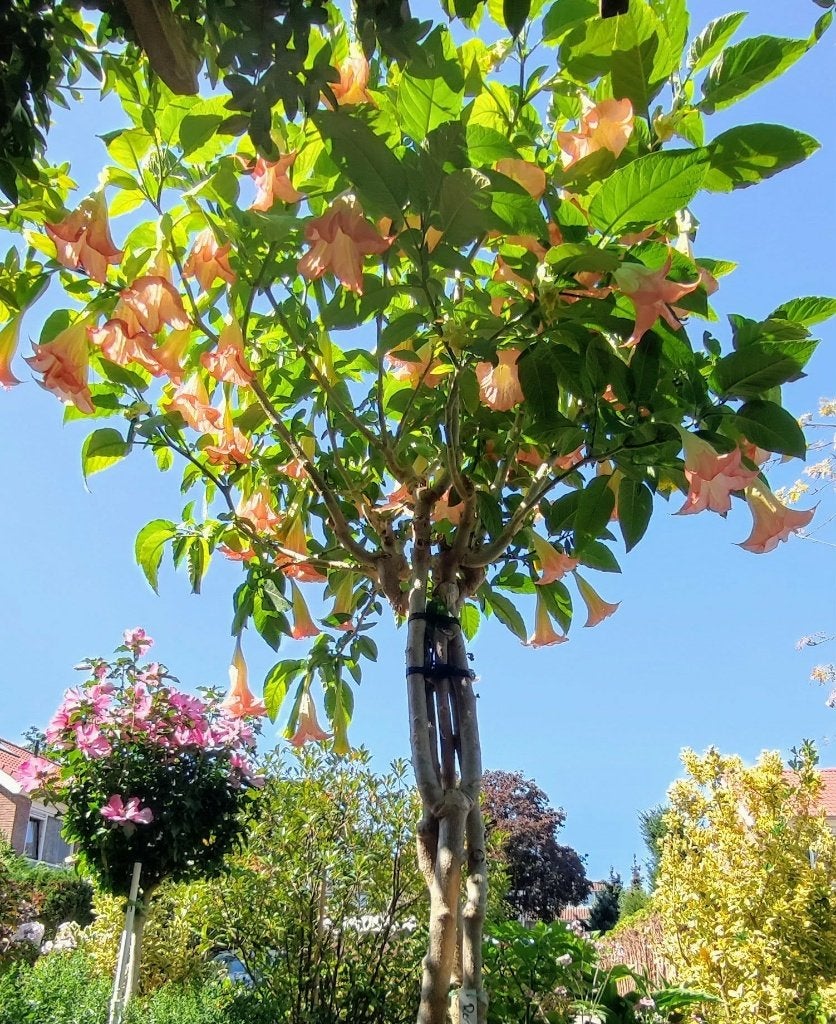 Brugmansia kuipplant, Vaste plant, Halfschaduw, Zomer, Ophalen