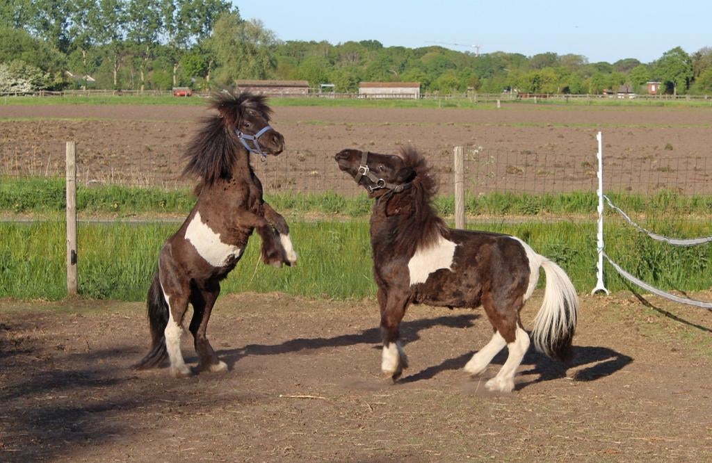 Twee mooie bonte jaarling hengstjes, Dieren en Toebehoren, Pony's, Niet van toepassing, 0 tot 2 jaar, Hengst, A pony (tot 1.17m)
