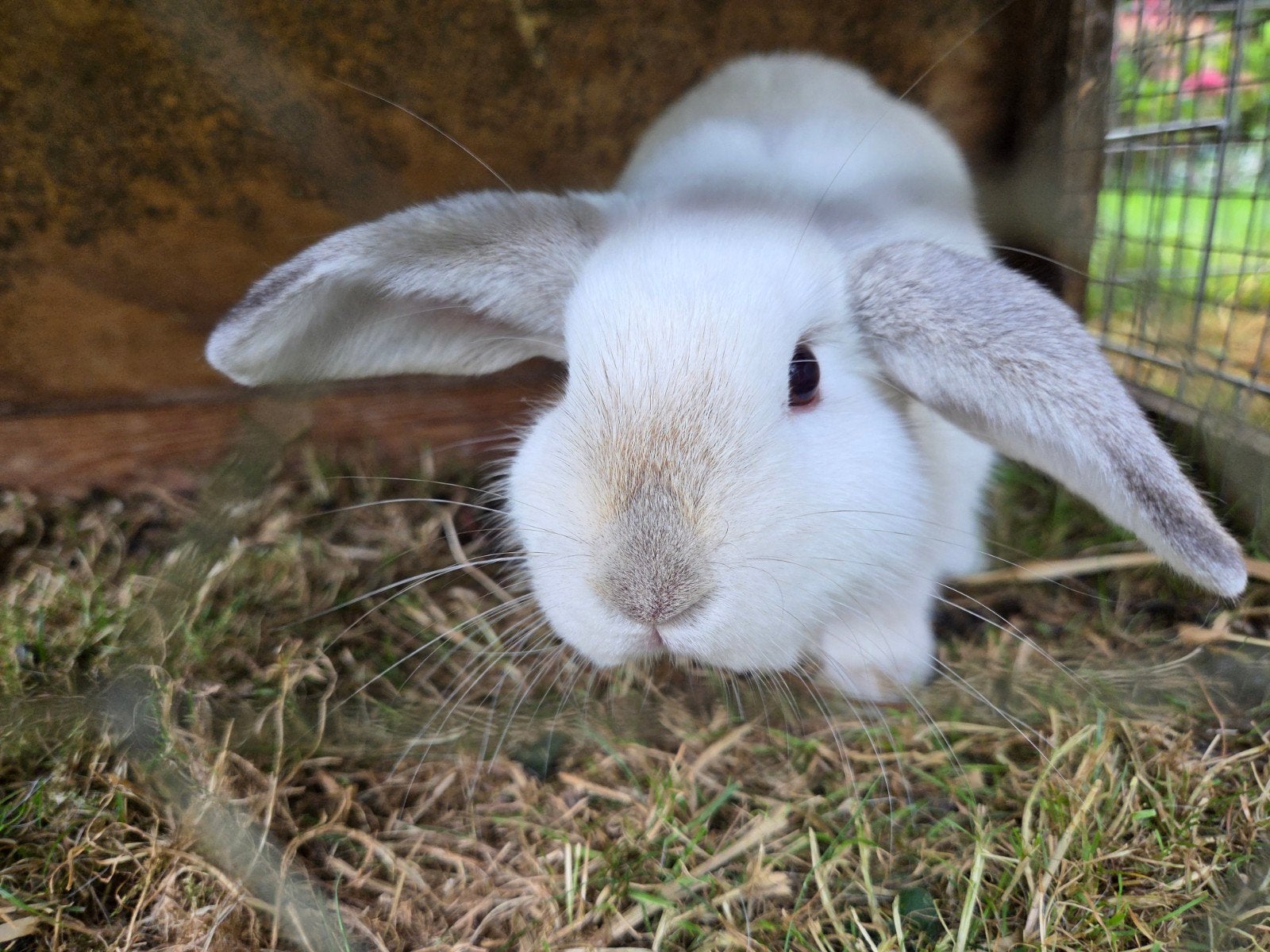konijn (bonnie) 5 euro, Dieren en Toebehoren, Konijnen, Mannelijk, Dwerg, 0 tot 2 jaar