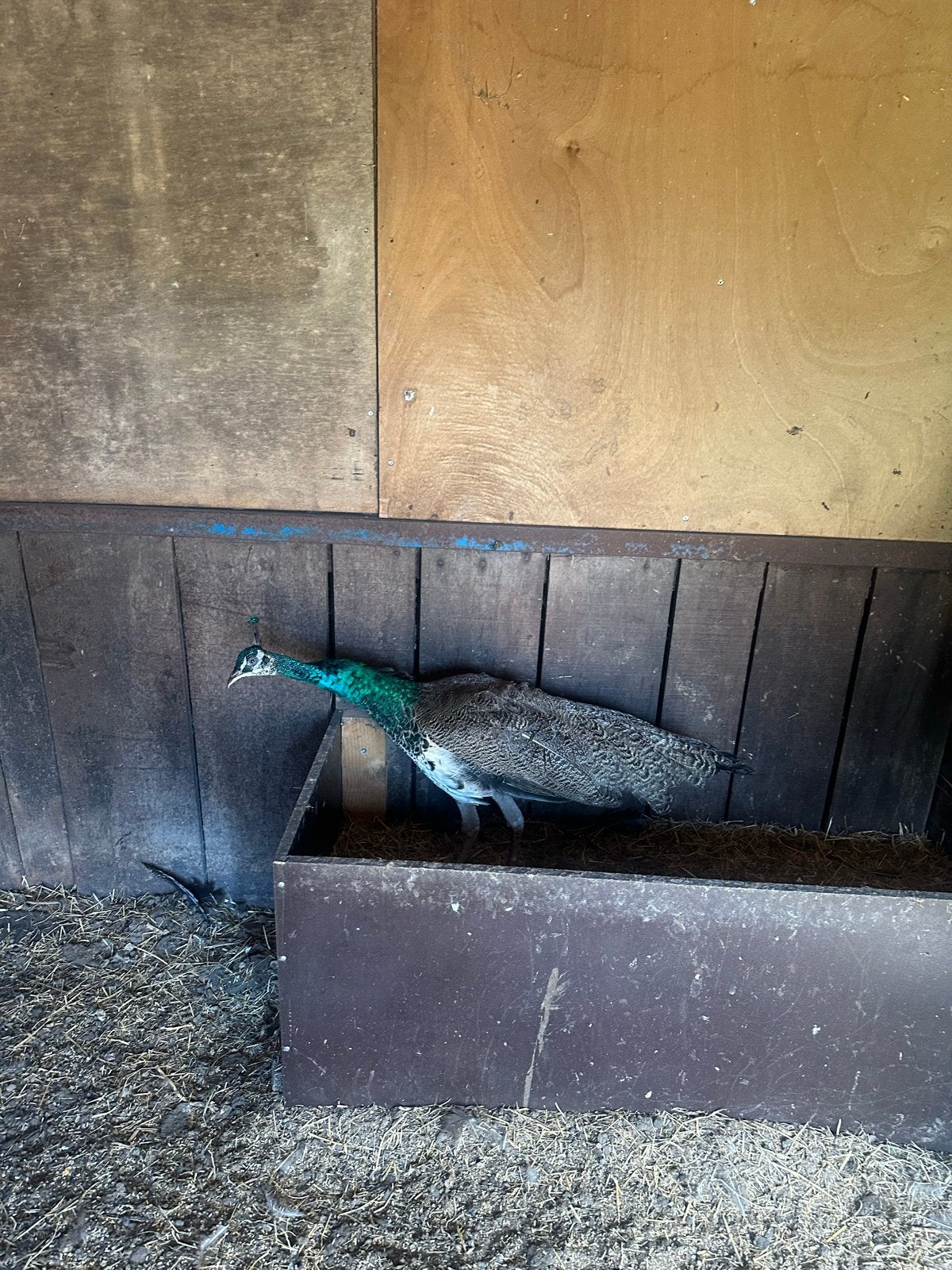 Pauw man 6/2025 geringd, Dieren en Toebehoren, Pluimvee, Mannelijk, Overige soorten