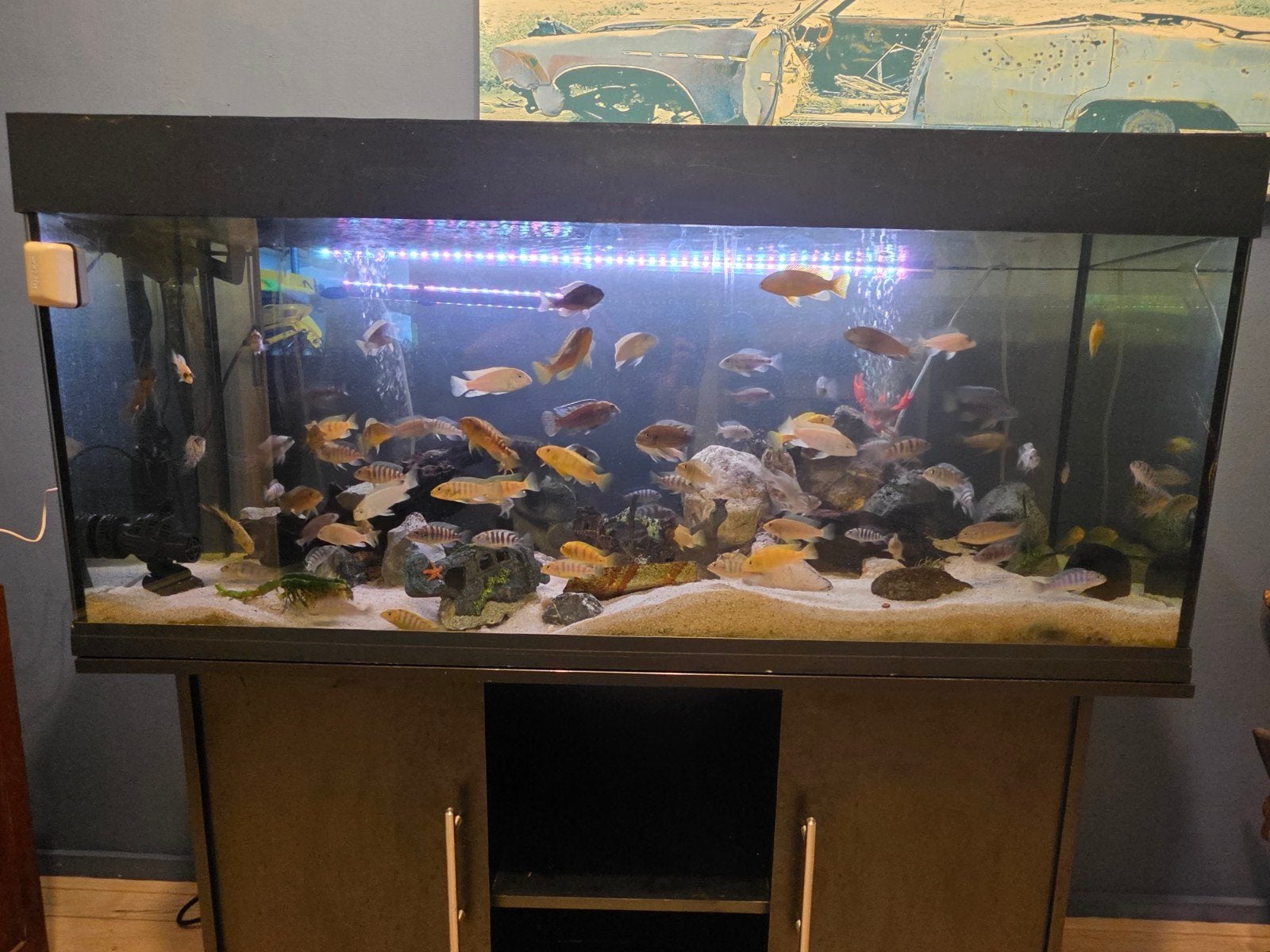 Aquarium 240l incl vissen en toebehoren, Dieren en Toebehoren, Ophalen, Inclusief vissen, Gebruikt, Gevuld zoetwateraquarium