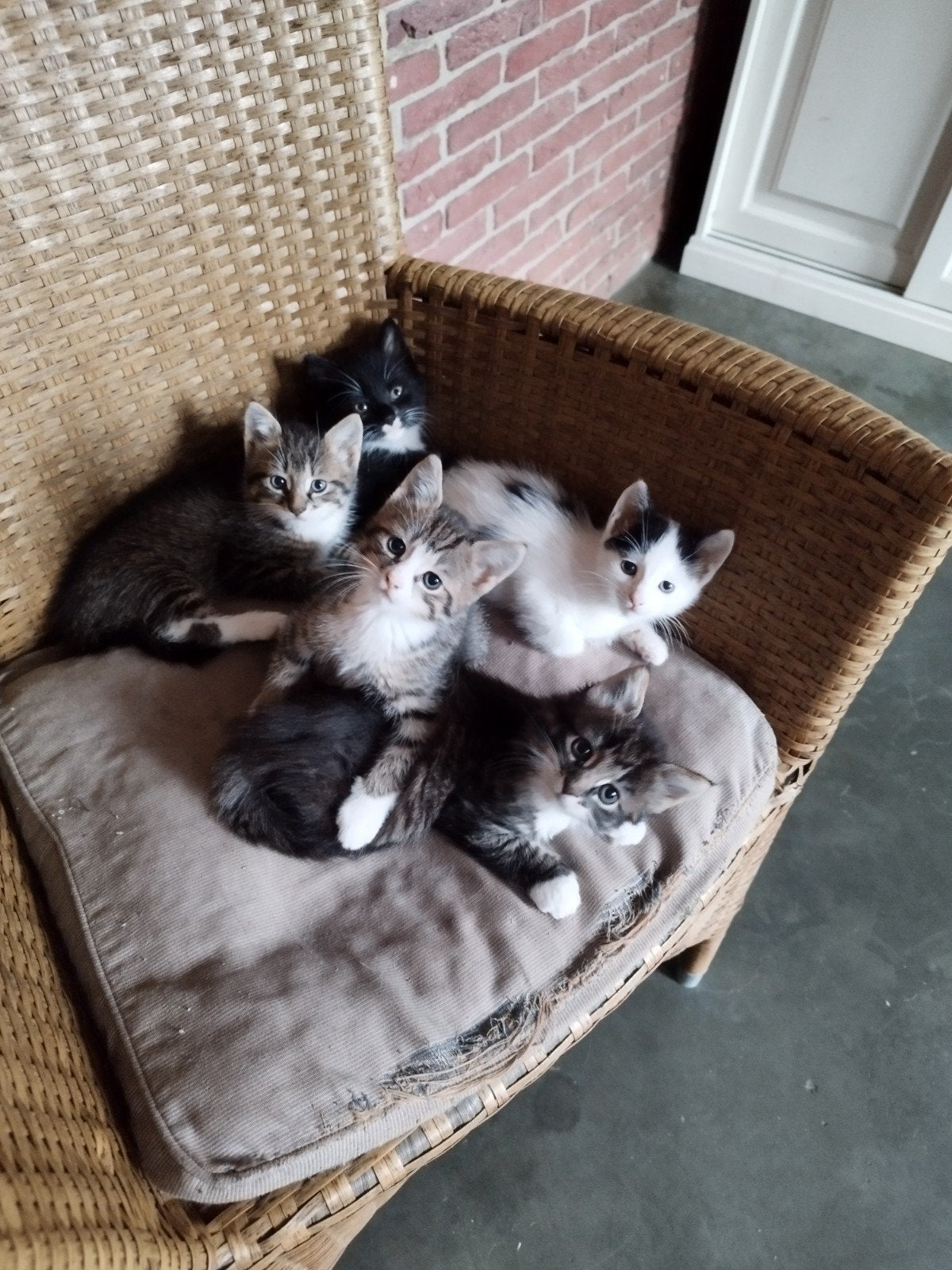 Kittens te koop, Dieren en Toebehoren, Meerdere dieren, Kortharig, 0 tot 2 jaar