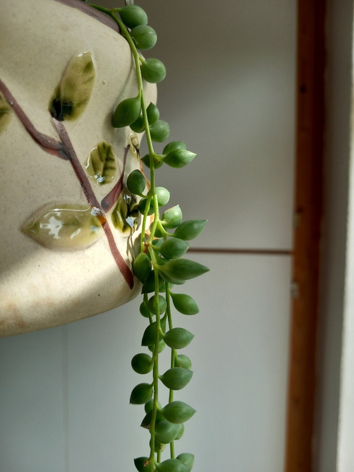 senecio rowleyanus in decoratief hangbloempotje, Ophalen, Halfschaduw, In pot, Minder dan 100 cm