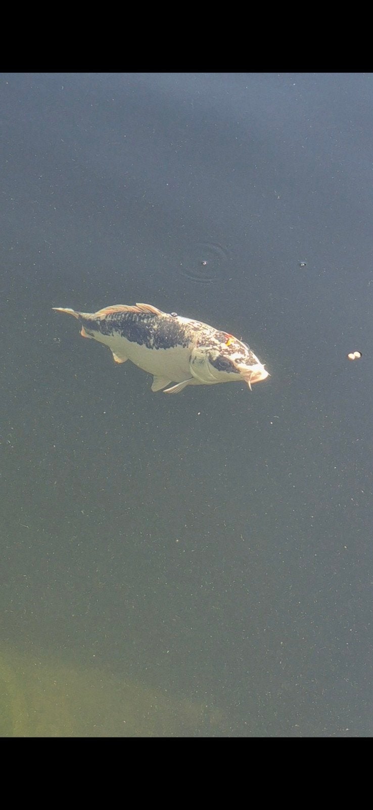 Japanse koi, Karper of Koi
