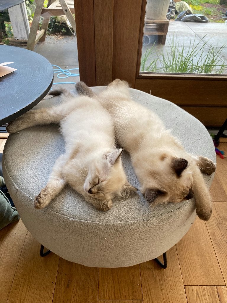 Kittens x Siamees/Ragdoll, Poes, Gechipt, 0 tot 2 jaar
