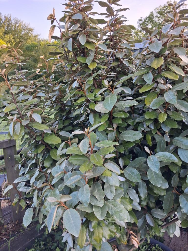 Struik, Tuin en Terras, Planten | Struiken en Hagen, Ophalen of Verzenden, Overige soorten, Struik, 100 tot 250 cm