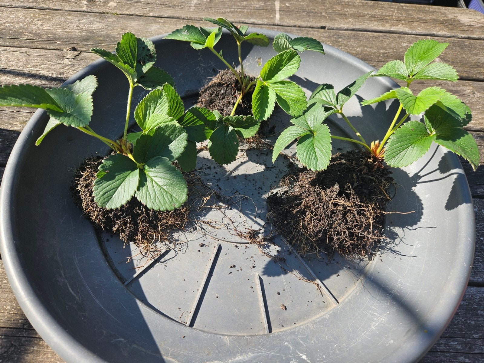 Witte aardbei / Pineberry – stekjes en planten (RUILEN), Ophalen of Verzenden, Overige soorten, Volle zon