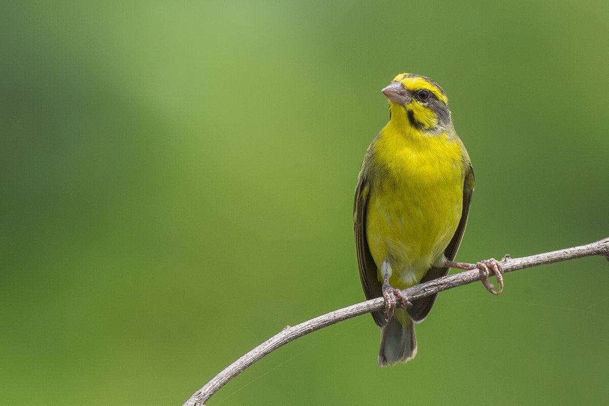 Mozambique sijsjes, Meerdere dieren, Tropenvogel, Geringd