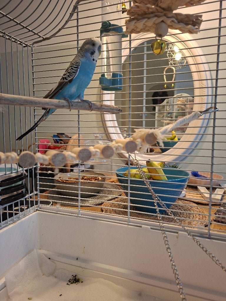 Parkiet met vogelkooi en speltuig, Dieren en Toebehoren, Mannelijk, Parkiet