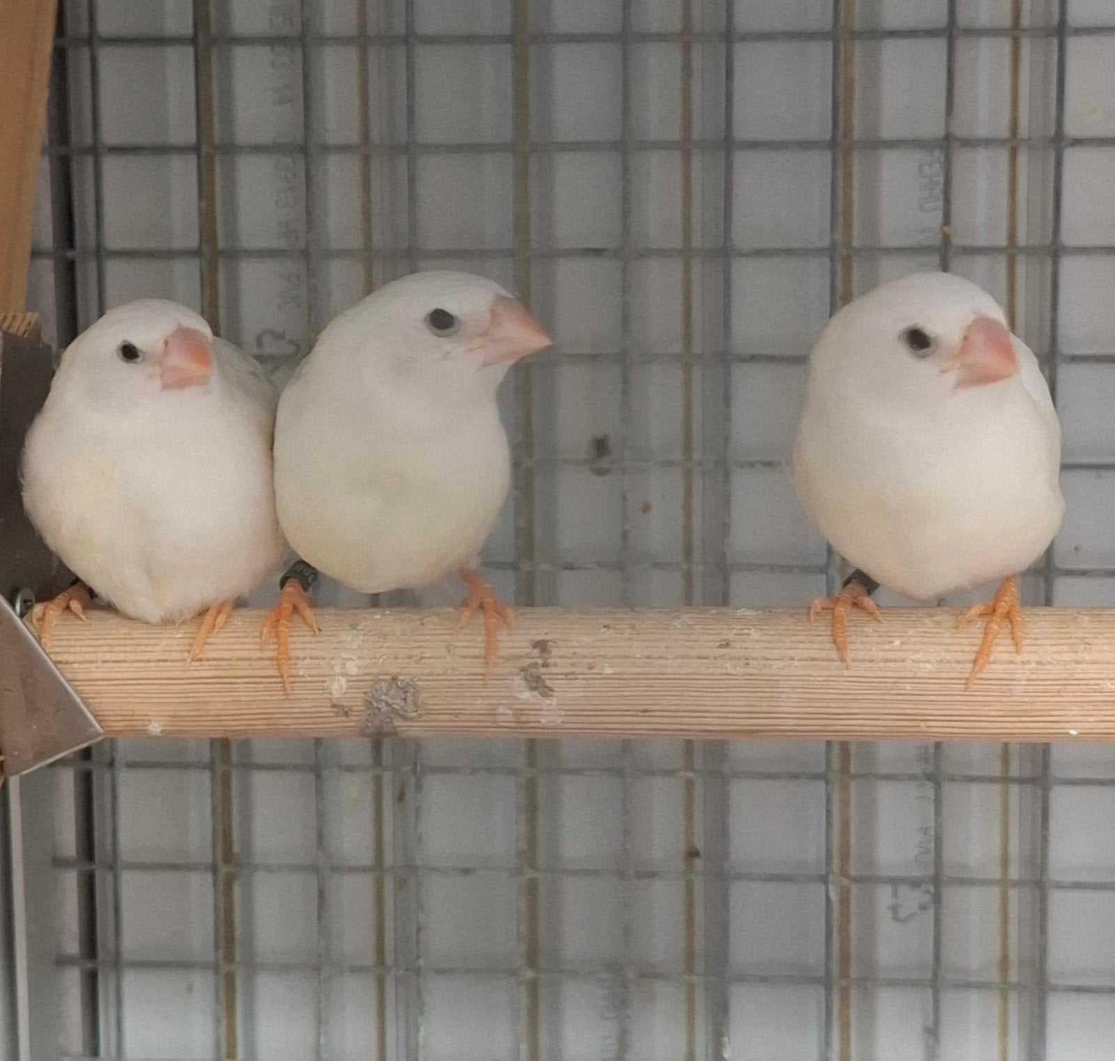 3 jonge zebravinkjes, Dieren en Toebehoren, Geslacht onbekend, Tropenvogel, Geringd