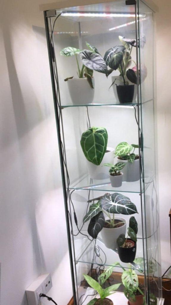 Aangepaste Ikea Detolf vitrinekast voor planten, Ophalen, 25 tot 50 cm, 50 tot 100 cm, Minder dan 100 cm