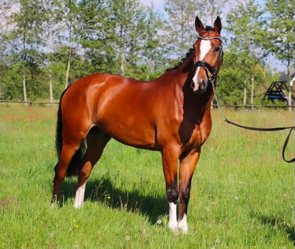Leer/ spring/ recreatiepaard, Dieren en Toebehoren, Ruin, Springpaard, Met stamboom, 11 jaar of ouder