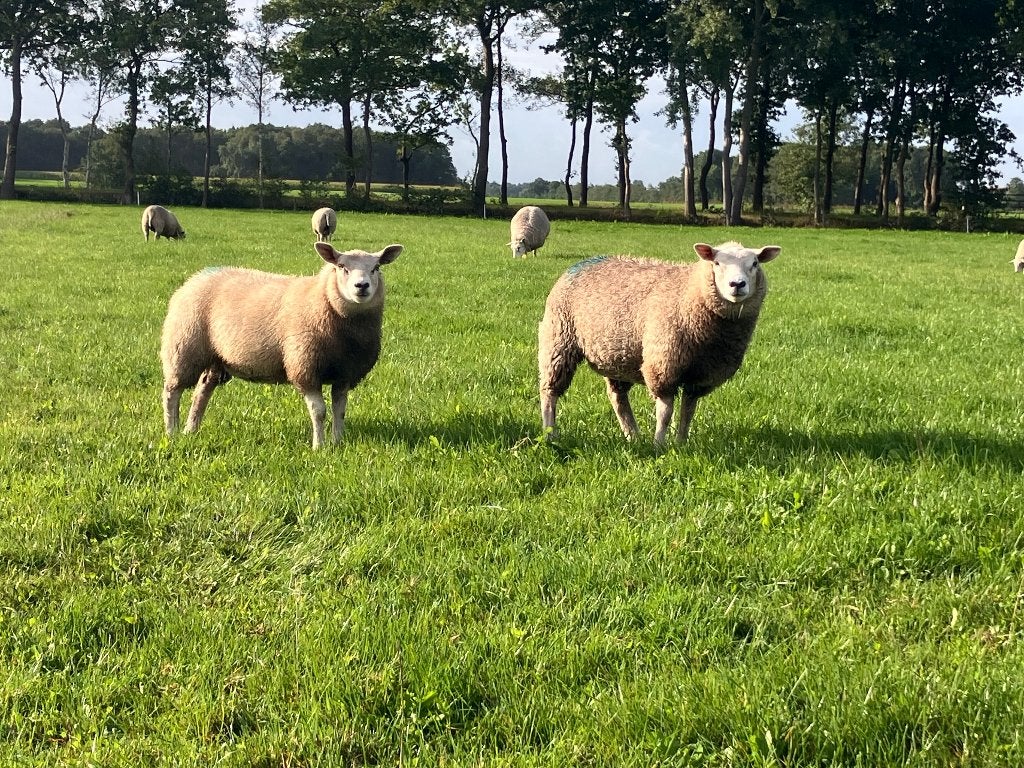Beste ooien, Dieren en Toebehoren, Vrouwelijk, Schaap, 0 tot 2 jaar