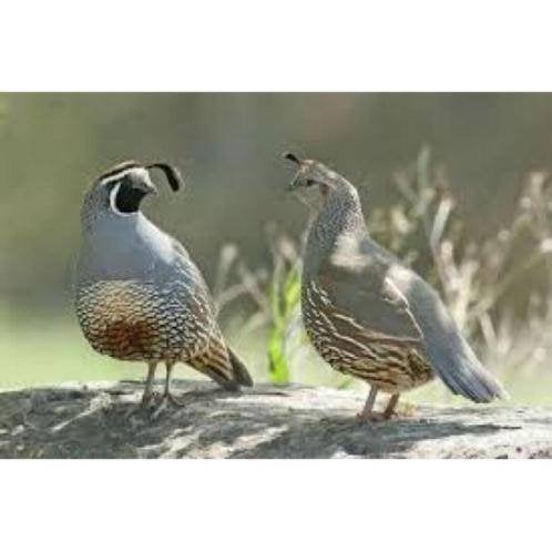 Kuifkwartels, Dieren en Toebehoren, Meerdere dieren, Geringd