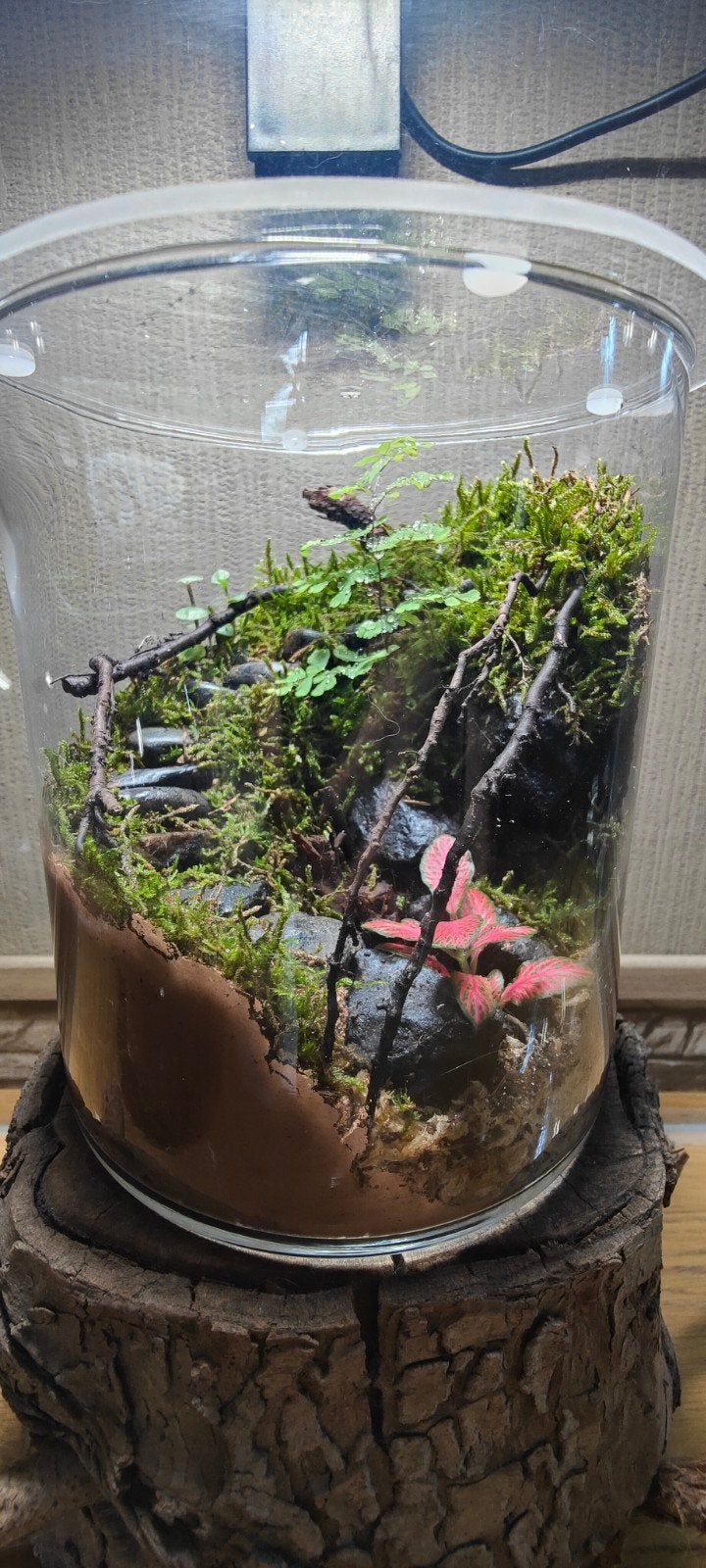 Zelfvoorzienend Ecosysteem / planten terrarium met Springsta, Huis en Inrichting, Kamerplanten, Ophalen