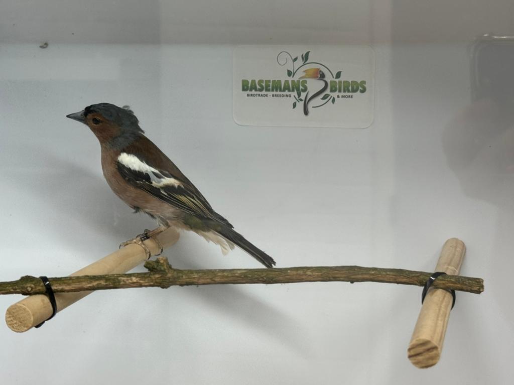 Europese vinken - Fringilla coelebs, Dieren en Toebehoren, Meerdere dieren, Wildzangvogel, Geringd