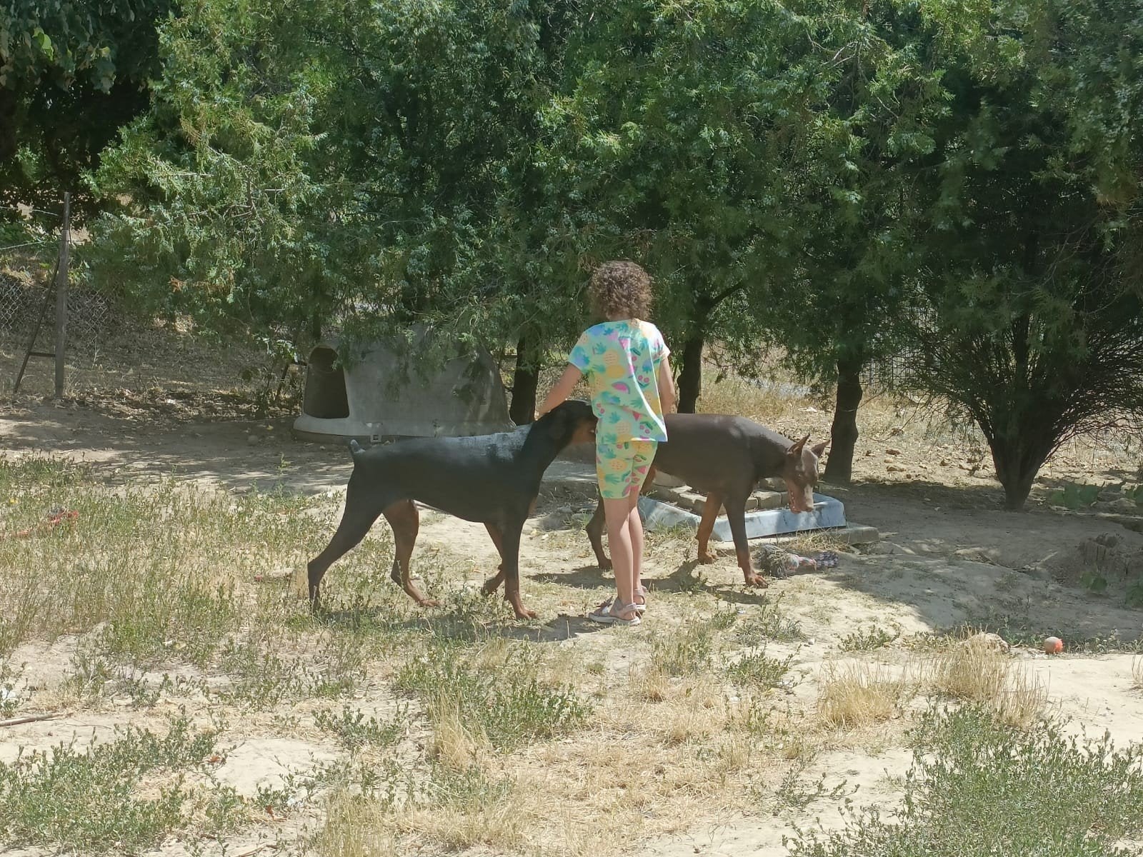 Gesteriliseerd Dobermann teefje, FCI, zoekt haar droom thuis, Particulier, 15 weken tot 1 jaar, Overige rassen, Buitenland