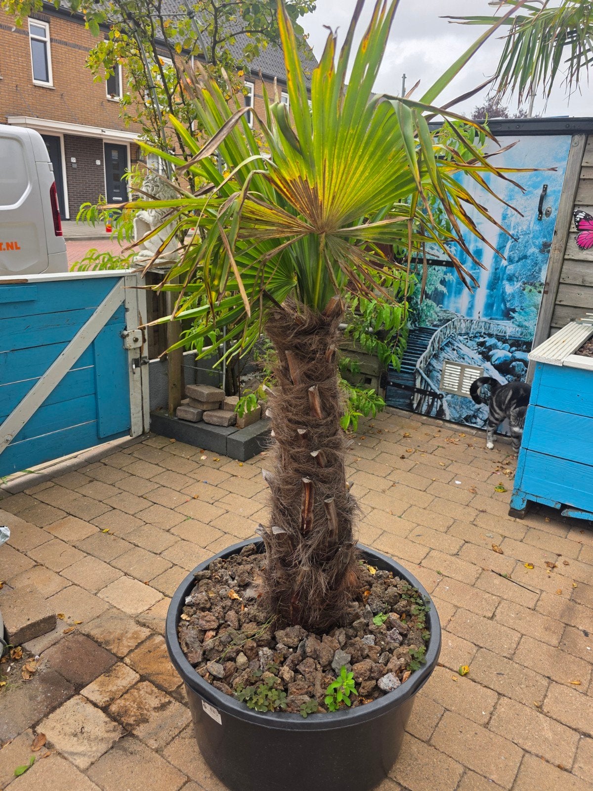 Palmboom groot, 100 tot 250 cm, Zomer, Palmboom, Ophalen