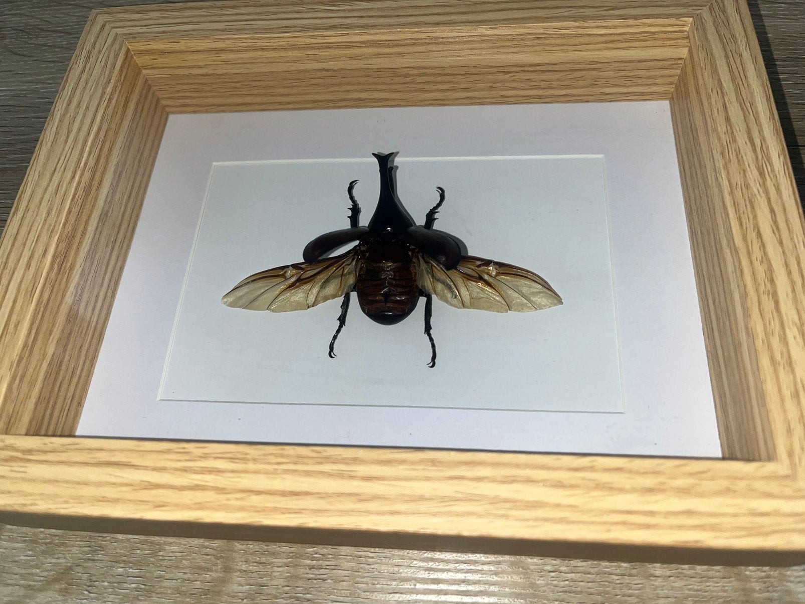 Xylotrupes Gideon, Dieren en Toebehoren, Overige soorten
