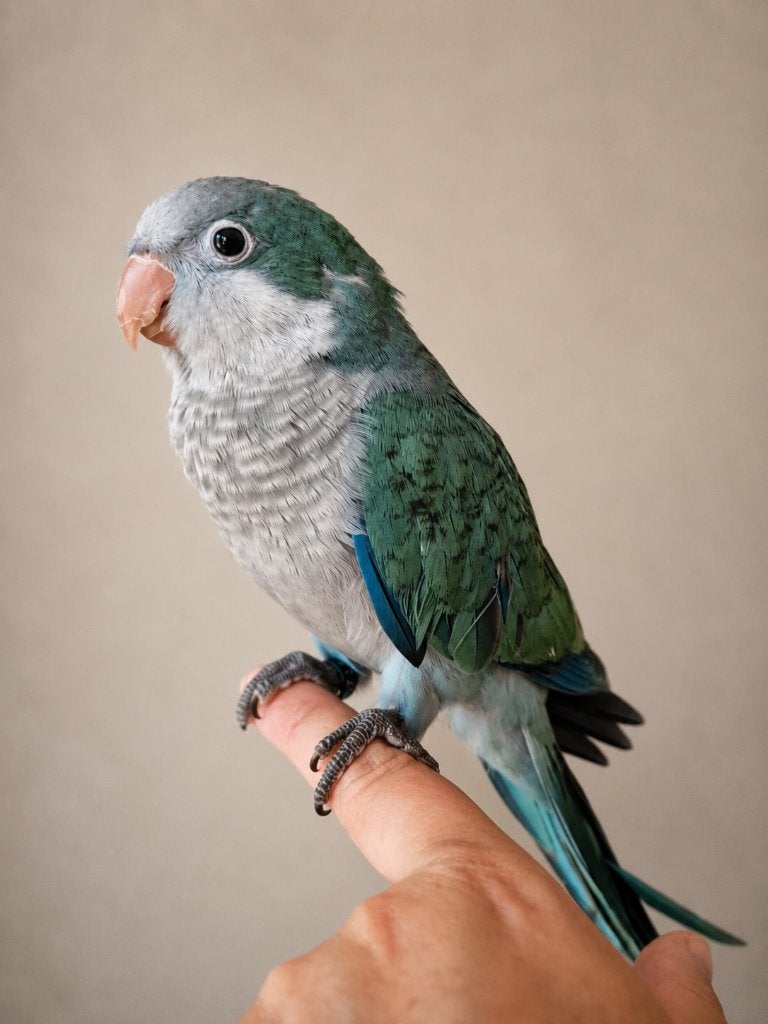 PRACHTIGE Tamme Muisparkiet D Turquoise 2026, Dieren en Toebehoren, Vogels | Parkieten en Papegaaien, Meerdere dieren, Parkiet
