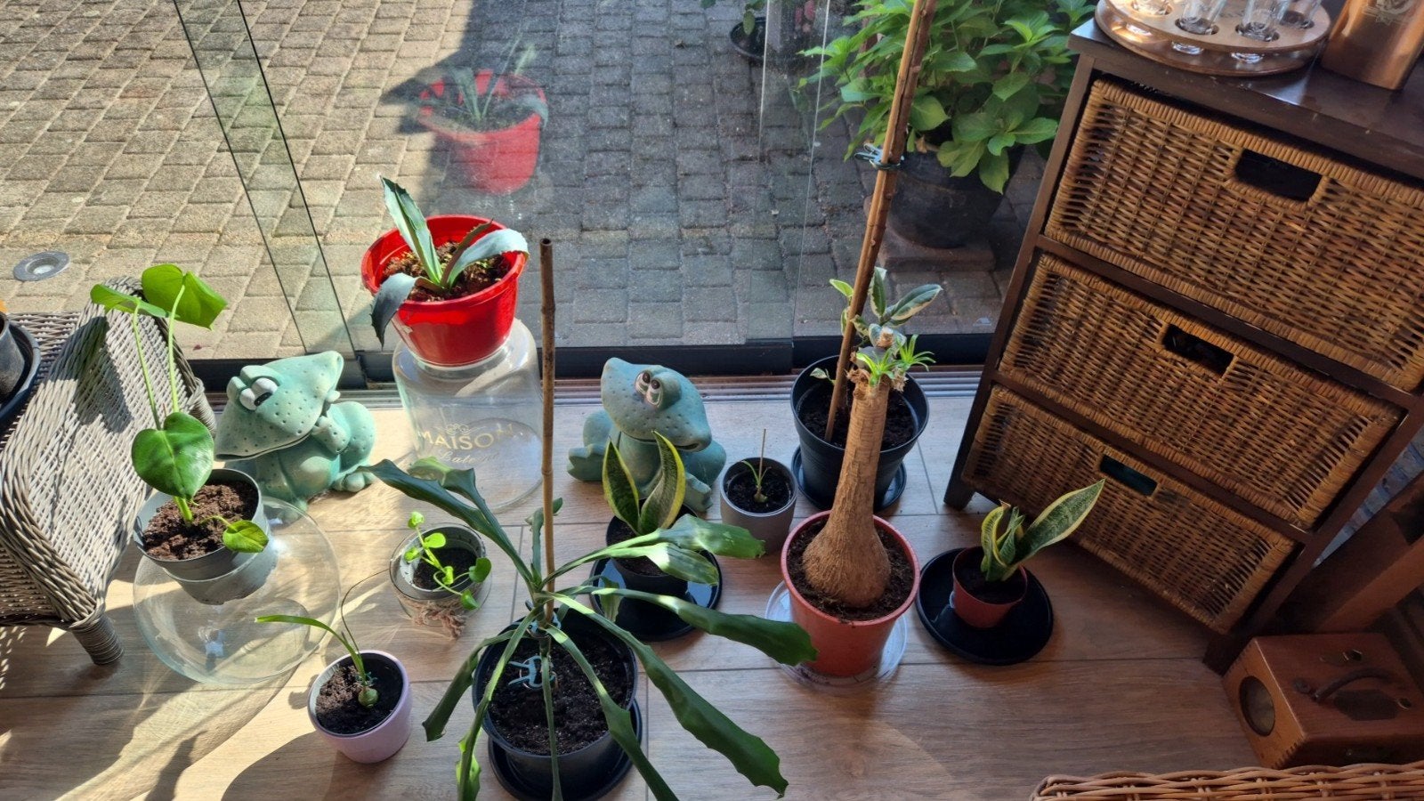 gratis kamerplanten gezocht, Ophalen, 100 tot 150 cm, Overige soorten, Halfschaduw