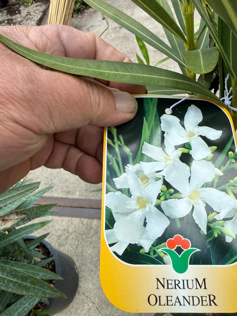 Deze eigenimport orleanders uit italie zijn van top kwalitet, Tuin en Terras, Volle zon, Vaste plant, Zomer, Ophalen
