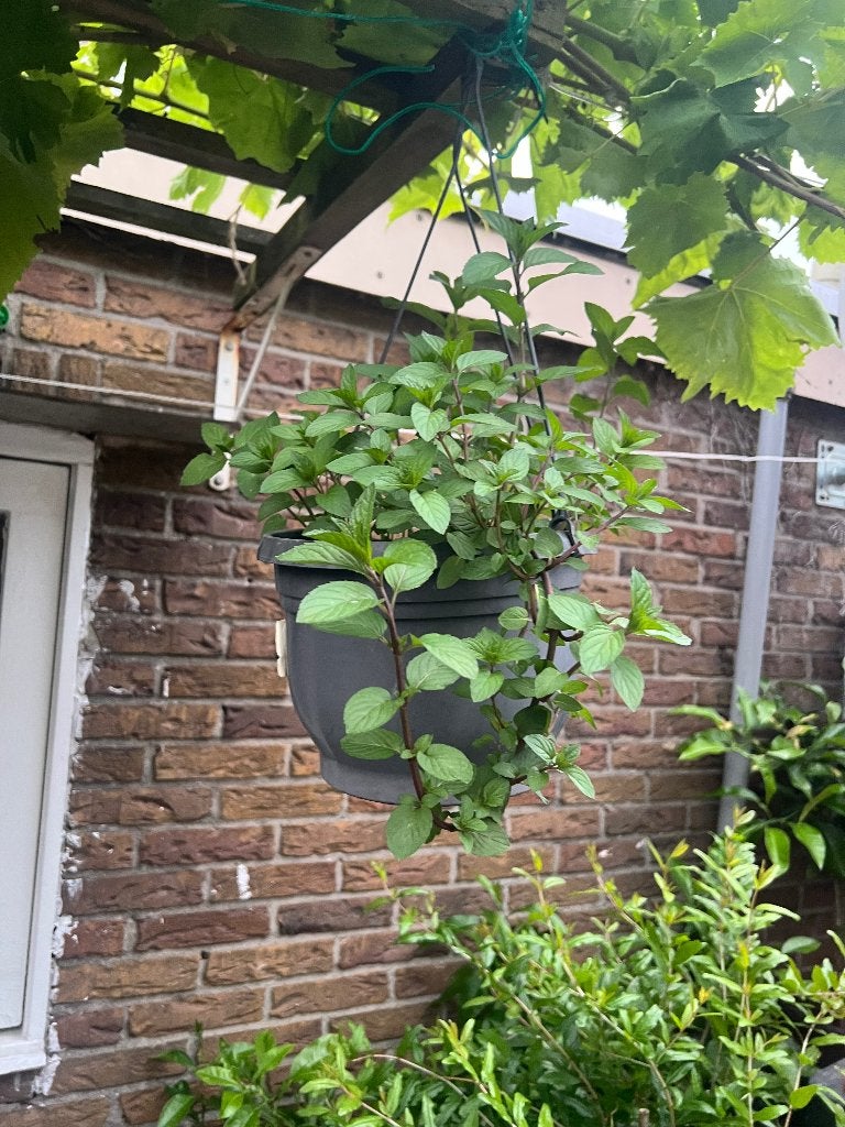 Groenten, Ophalen, Kruiden, Volle zon